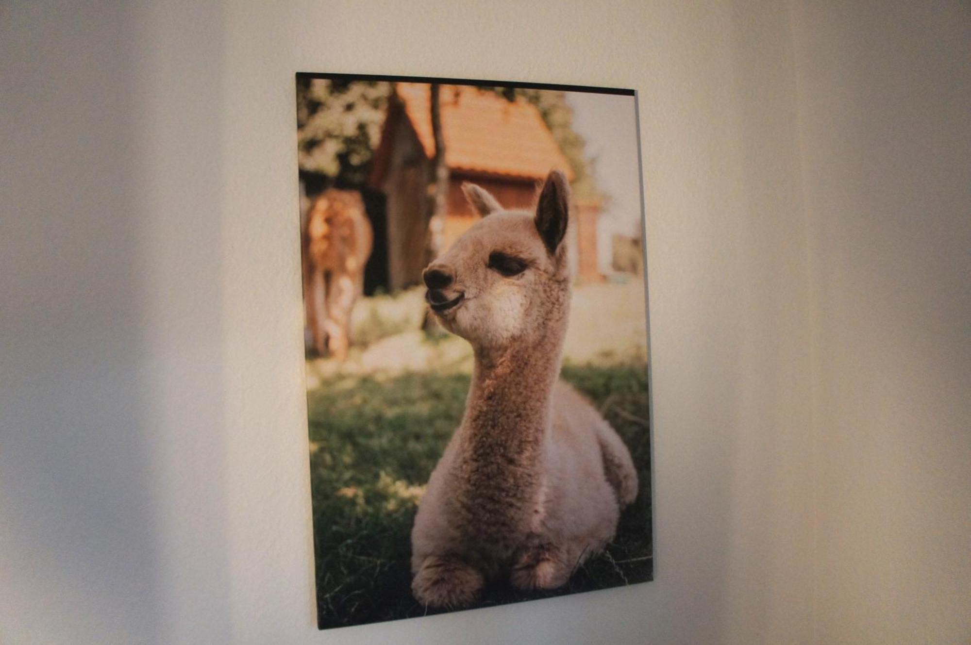 Apartmán Alpakaglueck Bad Zwischenahn Exteriér fotografie